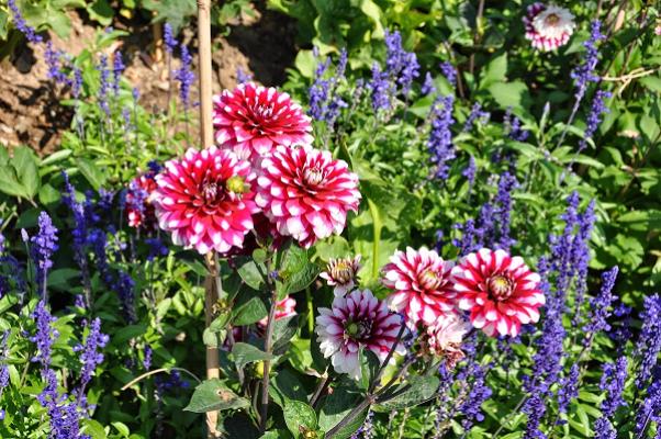 H. - J. Schmid Gartengestaltung