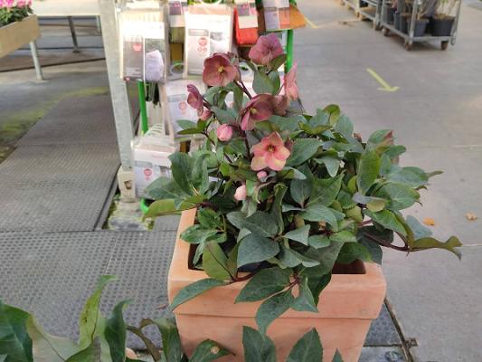 682eae180d924