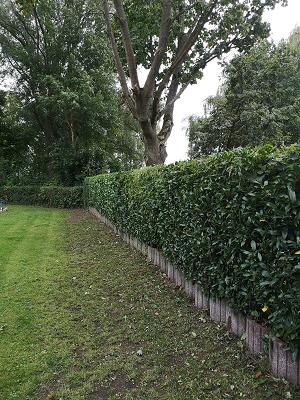 Garten Goldmann