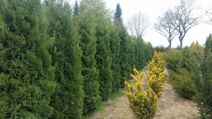 Baumschule Marheinecke