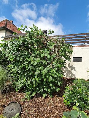 Garten- und Landschaftsbau Norbert Stockmann