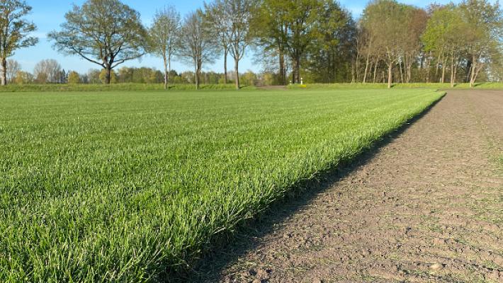 Fertigrasen-Farm Winkel-KG Rollrasen