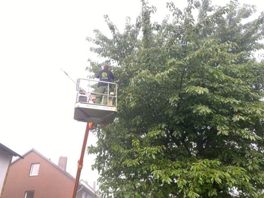 Niklas Daubitz Baum & Gartendienstleistungen