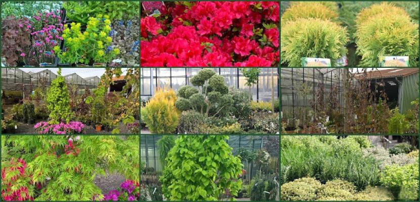 Baumschule Gärtnerei Dalhoff Inh. Henning Rabius