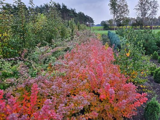 Baumschule Stefan Wege
