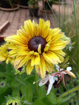 Burkhard Früchtenicht Staudenkulturen