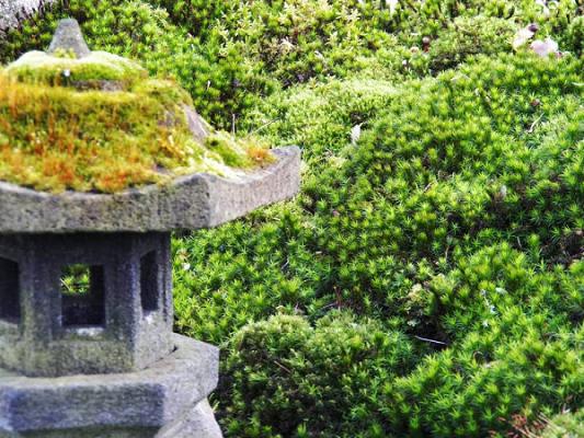 KOKENIWA Japanische Gartengestaltung