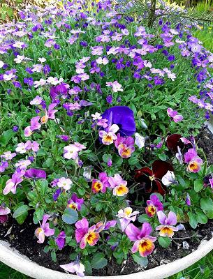 Stedingshof-Henkings Garten