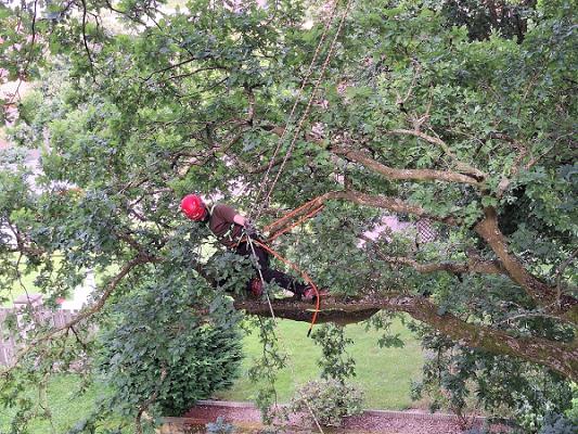 Baumpflege Rethmeier