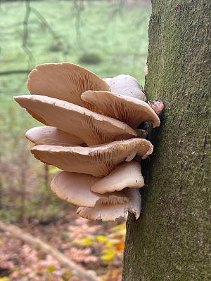 Baumpflege Schaumburg