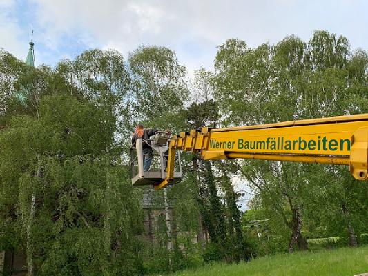 Werner Baumfällarbeiten
