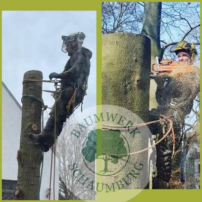 Baumwerk Schaumburg Baumpflege, Baumfällung