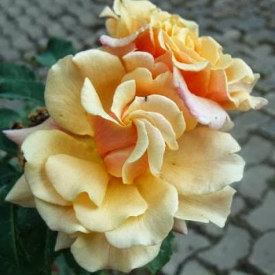 C. Fechner - Pflanzenhandel