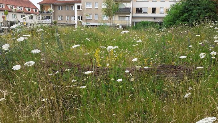 Blühwiese/Belüftungsschneise