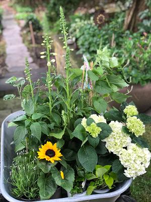 Gartenservice Krause