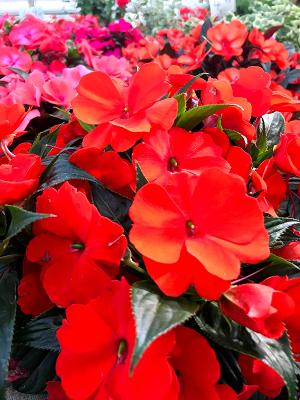 Gärtnerei Meseke Geschäft Geranien Verbenen Fuchsien