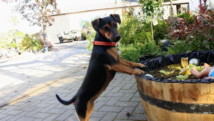 Rohde's Gartenservice