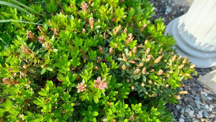 Albrecht Baumschulen Meisterbetrieb