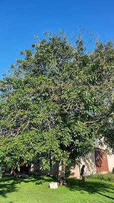 baumrausch | Alexander Grote | Baumpflege | Bad Gandersheim