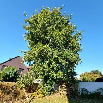 Forst- und Gartendienstleistung David Becker