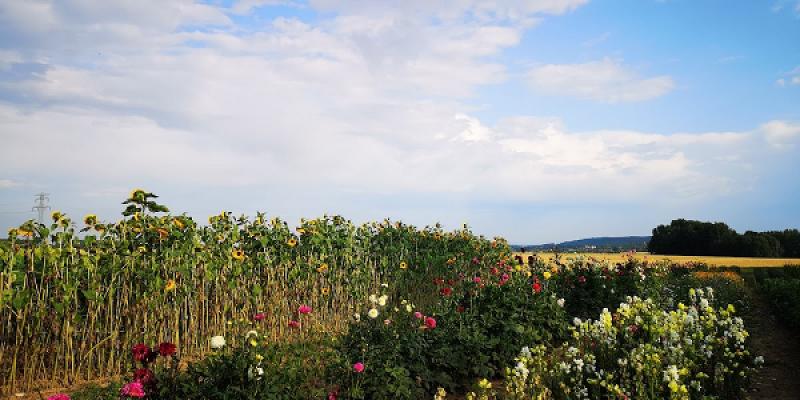 Kleingartenverein Lerchenfeld e.V.