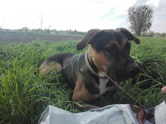 Kleingärtnerverein Sonnenland eV. S.Z. Bruchmachtersen