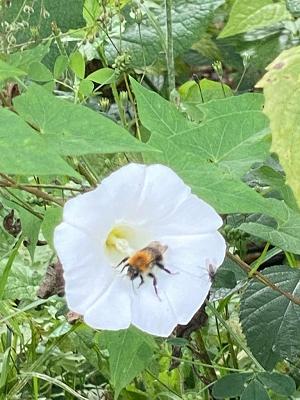 Kleingartenverein Gebhardshagen