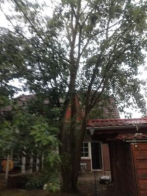 Treetime - Fachbetrieb für Landschafts-& Baumpflege