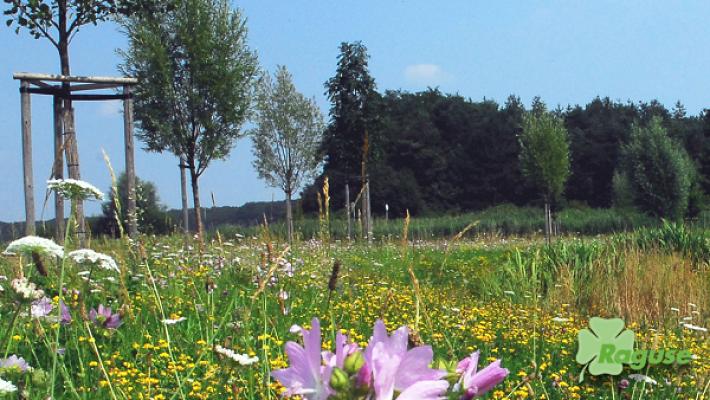 Raguse Garten-, Landschafts- und Tiefbau GmbH & Co.KG