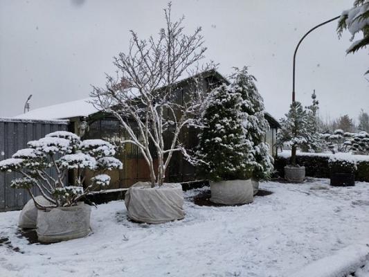 Baumschulware Bruns GmbH & Co. KG