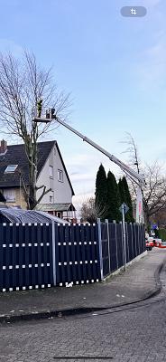 Baron Brennholz Baum und Gartenservice