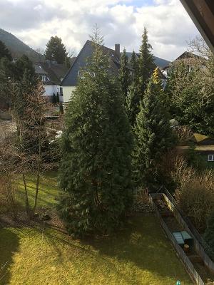 Sequioa - Mammutbaum "Joey"