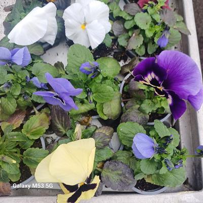 Thorsten Honermeyer Gartenbau