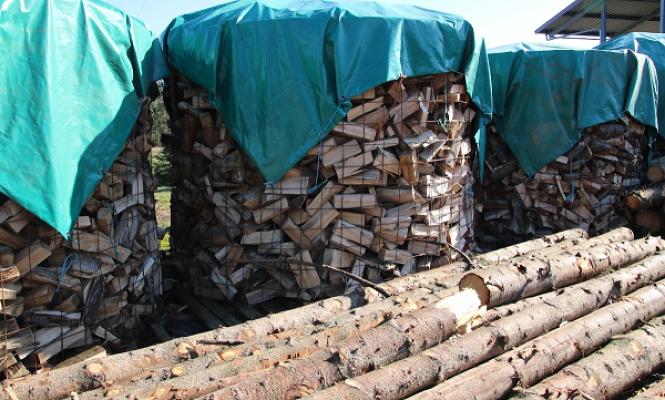 Baumschule Tiesmeyer, Inh. Mario Jansing