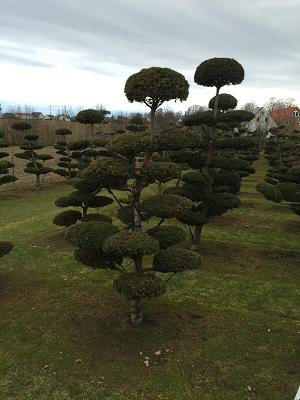 Baumschule, Garten- & Landschaftsbau Hagedorn