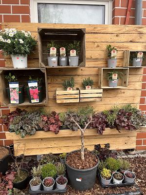 Yannicks Pflanzenwelt