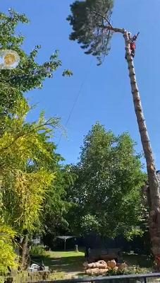 Baum- und Grünpflege N.Steiner