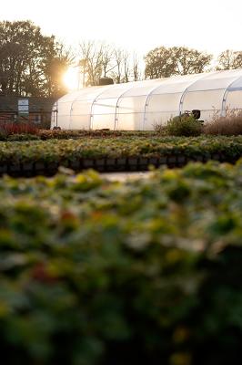 Gartenbau Koldehoff | Vechta-Calveslage