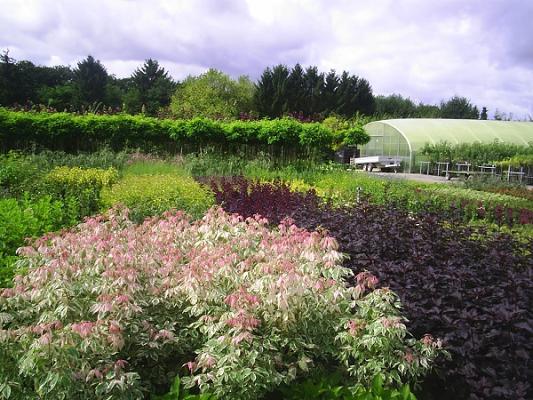 Werner Funke Baumschulen