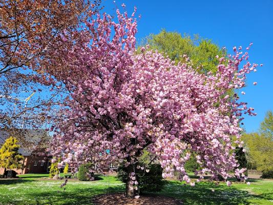 Gartenbau Iding