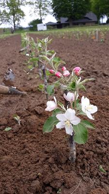 Bio-Baumschule Kläne