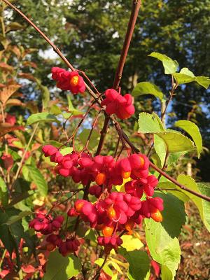 Bioland Baumschule Aloys Pöhler