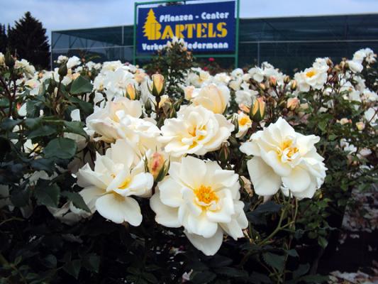 Gartencenter Bartels