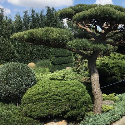Gartenbau Goschin