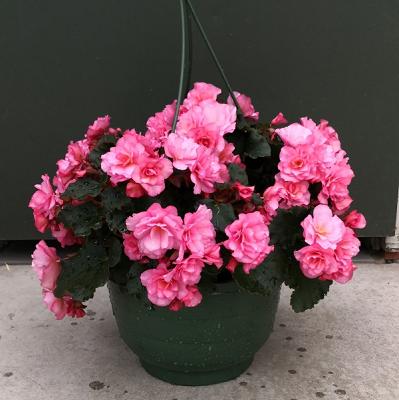 Meurers Gartenbau