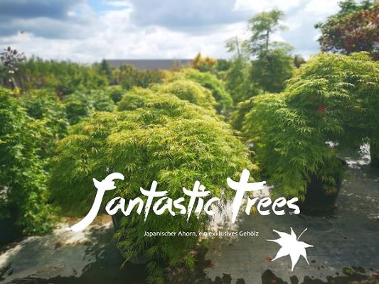 Fantastic Trees