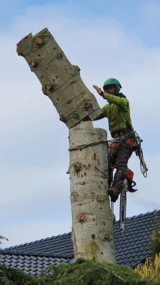 Baumdienst Stefan Vreemann Fachbetrieb für Baumarbeiten