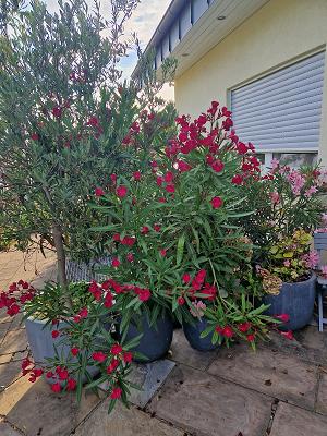 Anna Bahnemann – Lavendel Gartenplanung & Bauleitung