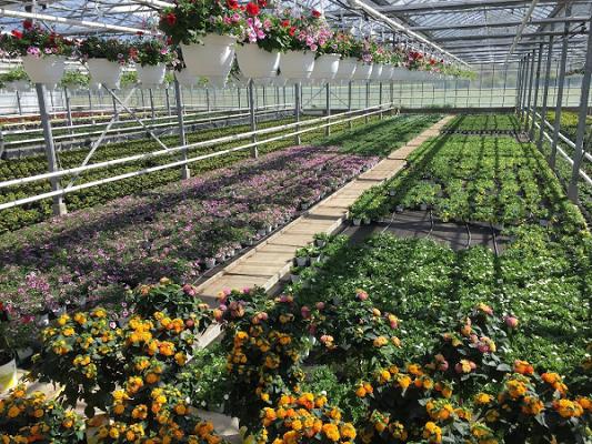 Gartenbau den Drijver