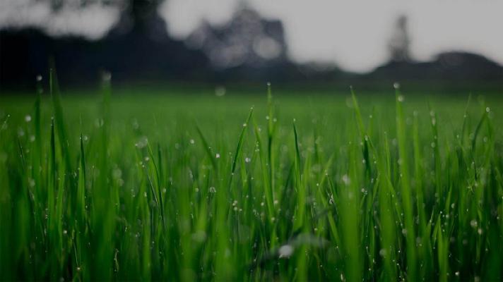 Beckmann's Gartenkonzept - Schönes Grün